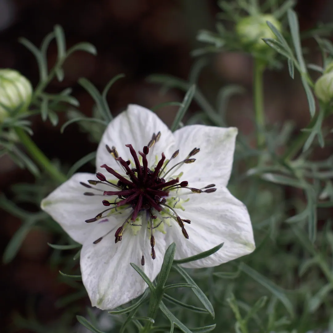 Black cumin